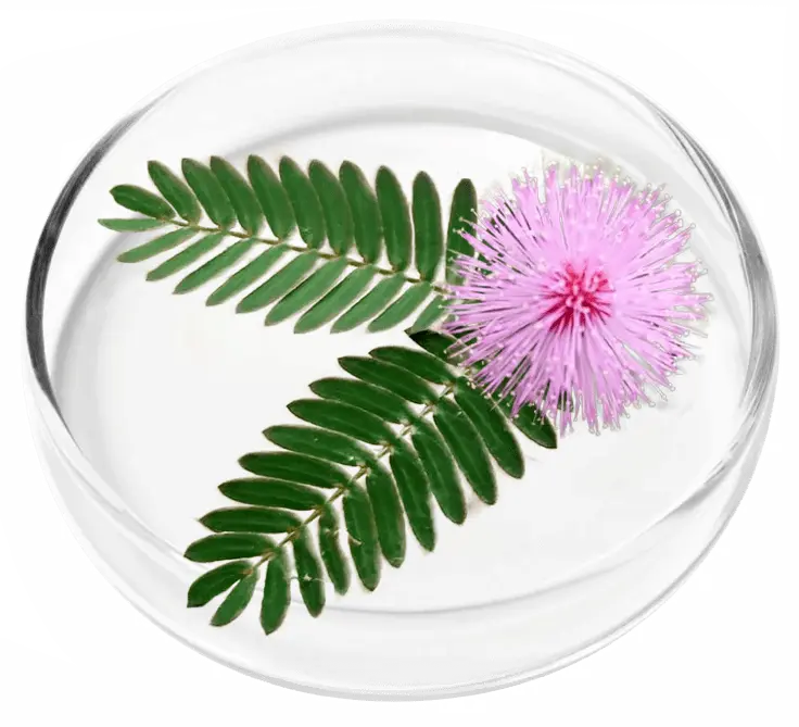 Mimosa Pudica