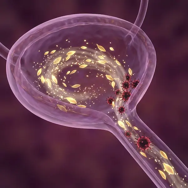 Stage 1: harmful bacteria flushed from the urinary tract